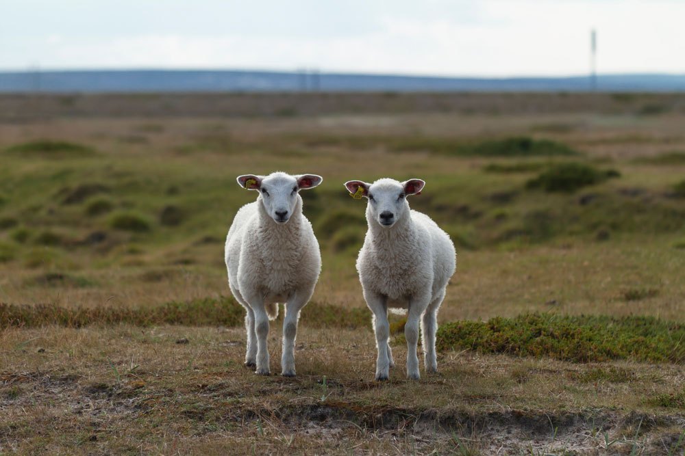 Two sheep stand in a field, looking at the camera.