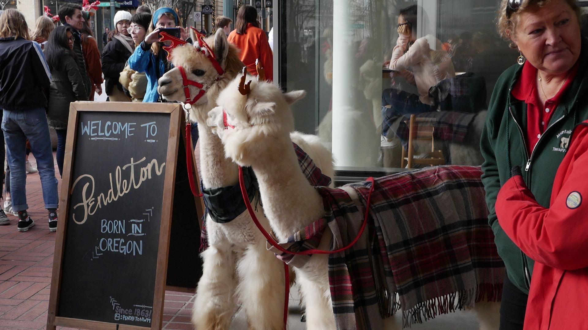 Two alpacas standin front of a store, both are draped with Pendleton plaid throws.