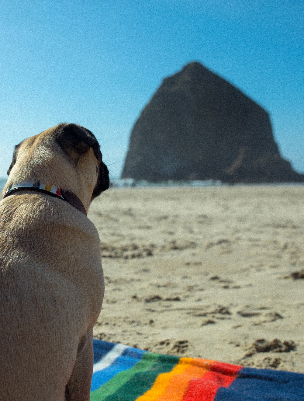 A pug (wearing a Pendleton Pet collar) gazes at Haystack Rock