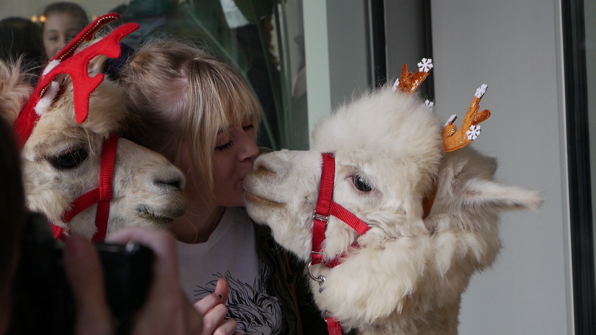 A young woman poses with the alpacas, kissing one.