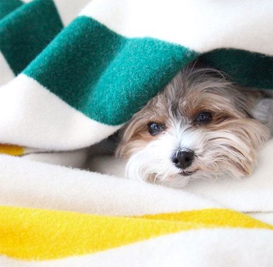 A tiny Yorkie pup peeks out from a Pendleton Glacier Park blanket. 