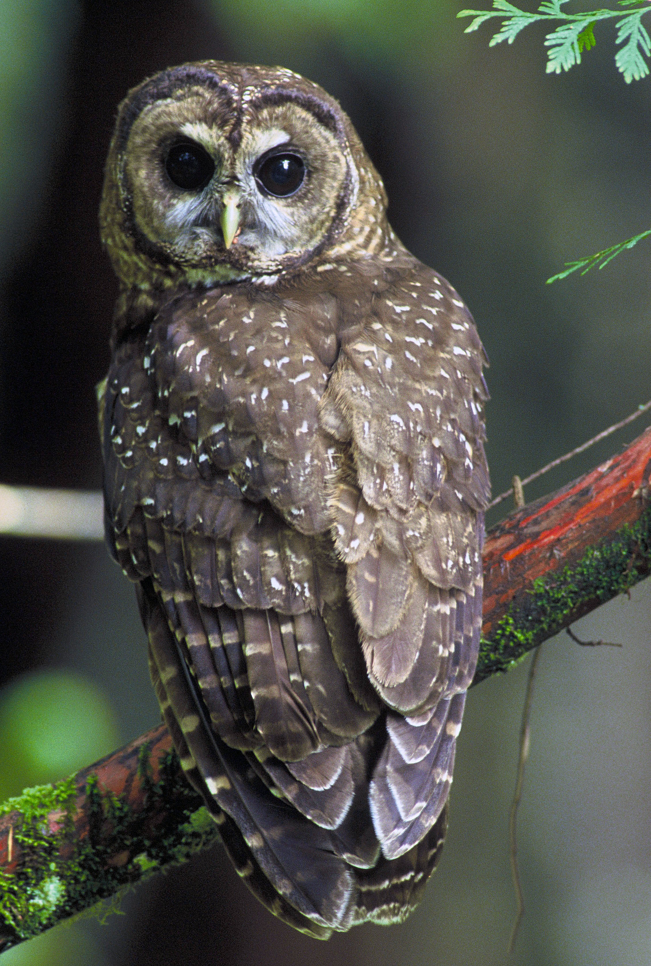 Northern_Spotted_Owl