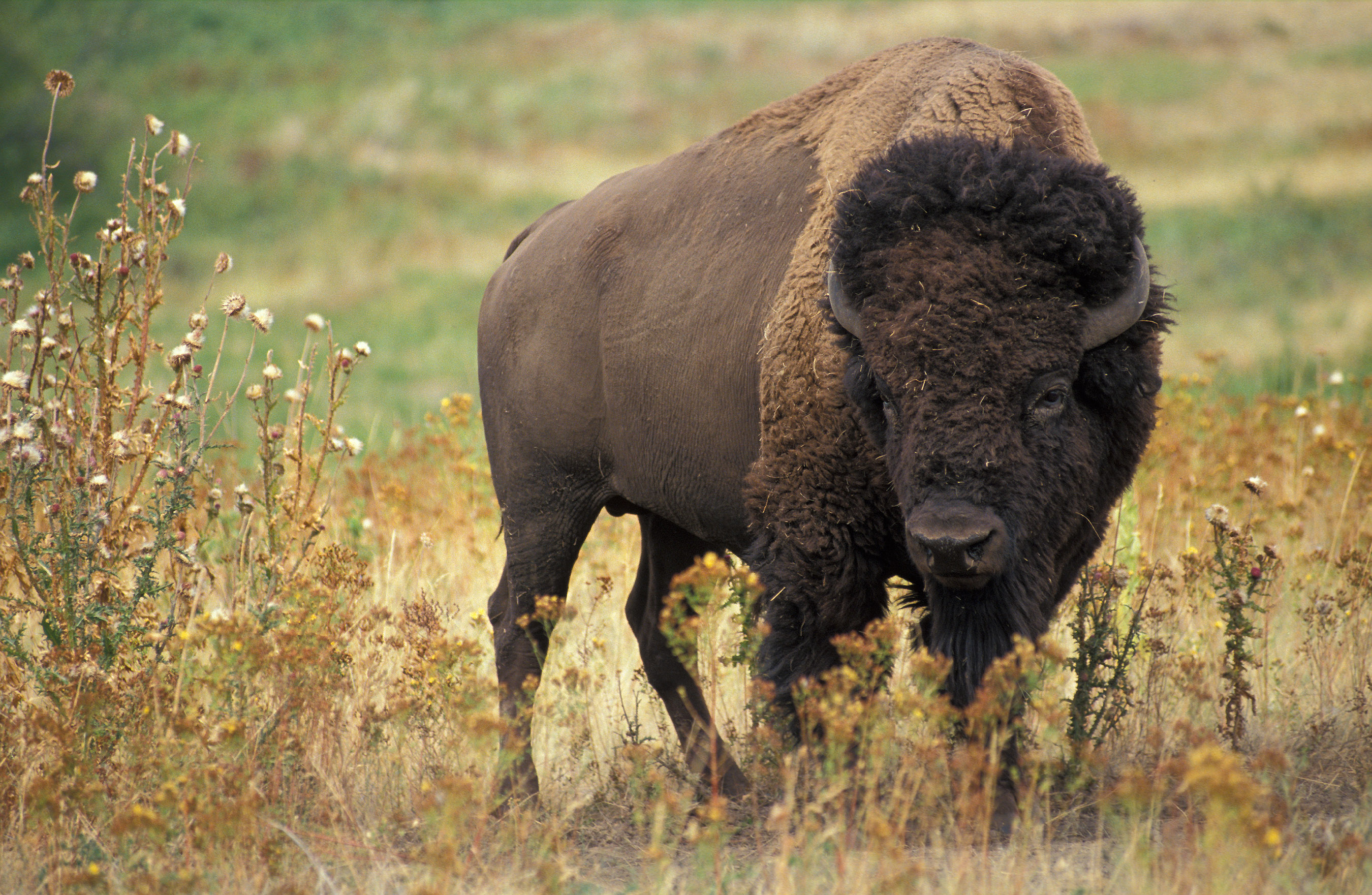 Bison or Buffalo