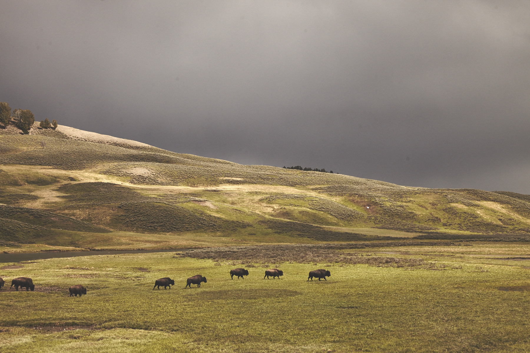 OurFreeWays_ Clouds gathering over a small herd of bison