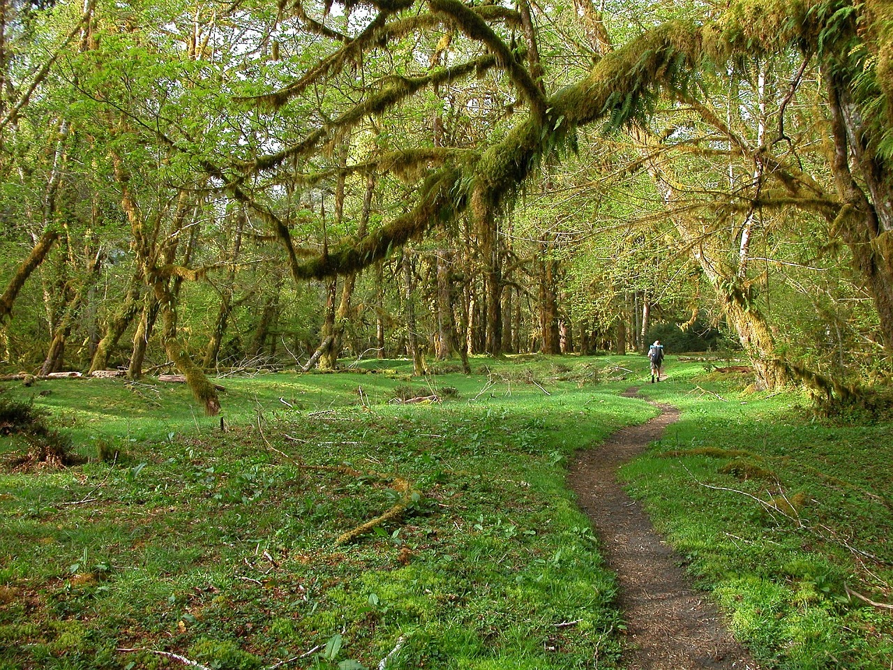 A photo of the Hoh rainforest in Olympic National Park, with soft green grass overhung by moss-laden tree branches.