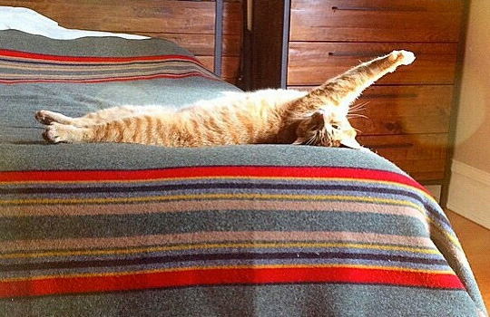 An orange cat gives a good stretch on a Pendleton Yakima Camp blanket. 