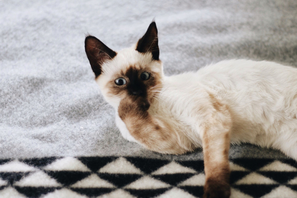 A Siamese kitten washes paw on Yosemite custom blanket by Pendleton