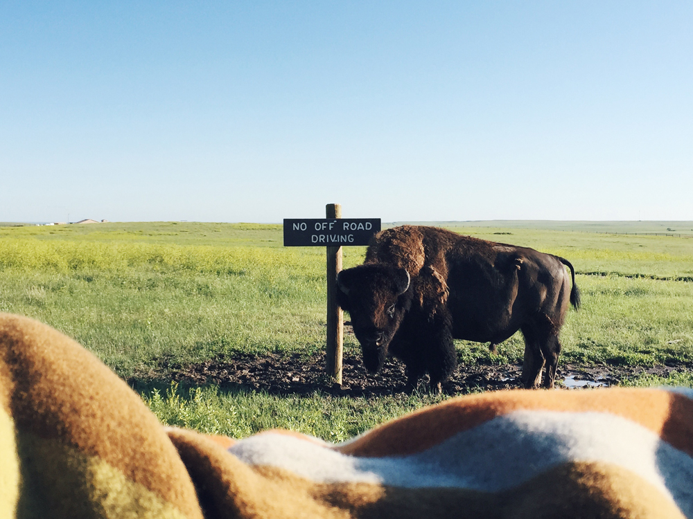 A bison stands by a sign that says "No off-road driving"