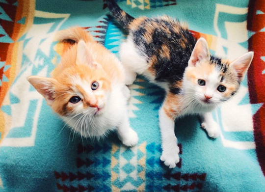 Two very young little kittens on a Chief Joseph Pendleton blanket