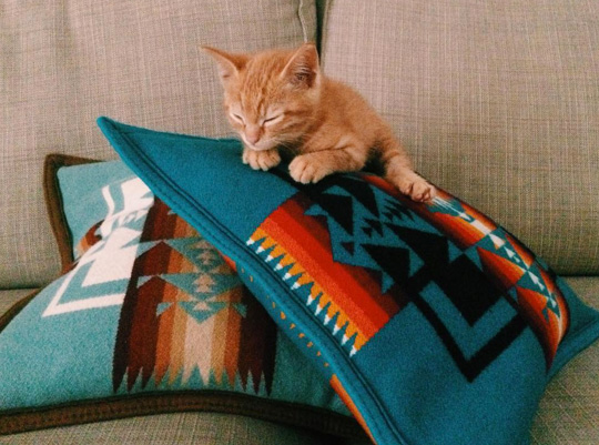 A small orange kitten sleeps on a pile of Pendleton Chief Joseph pillows.