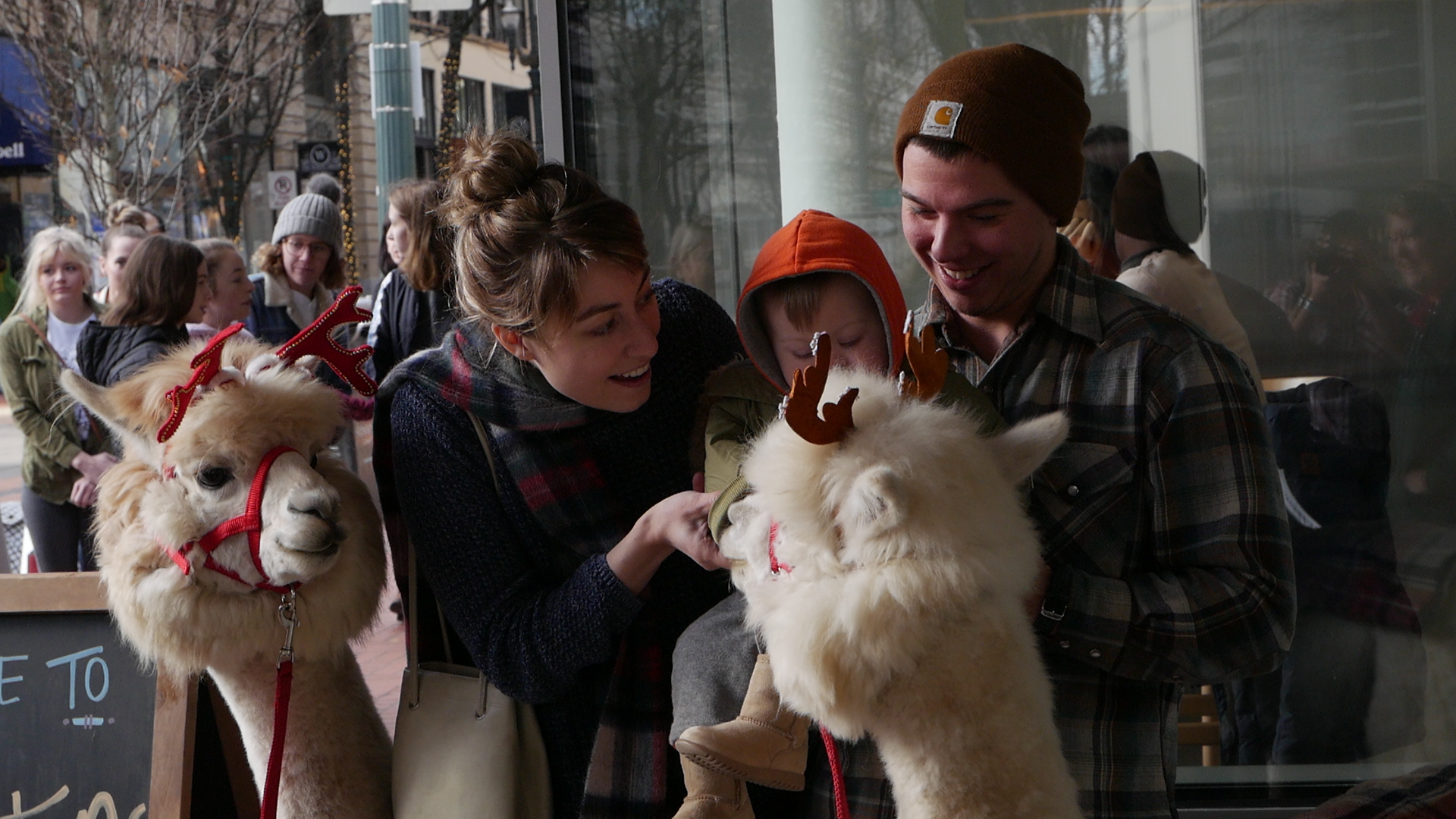 A man and a woman with a toddler interact with alpacas.