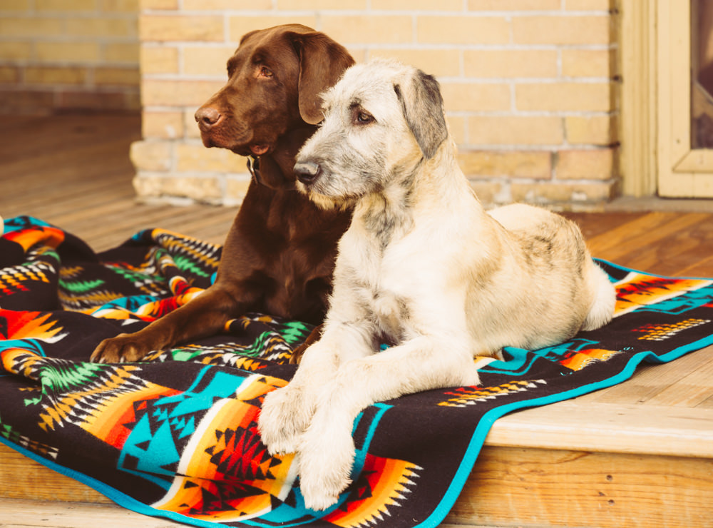 Brandon-Burk-Photography: two dogs pose on a Chief Joseph blanket.