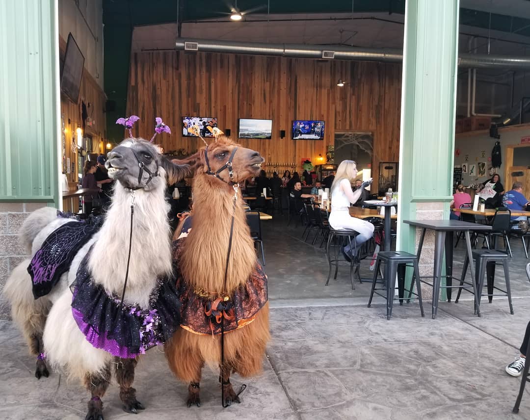 An alpaca and a lama pose outside a Portland, Oregon coffee bar.