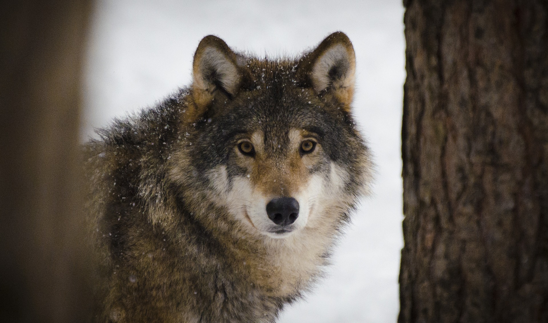 A wolf pauses in a snowy forest.