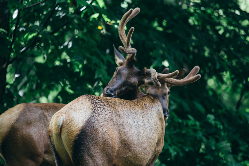 Matthews_ Two elk in the forest