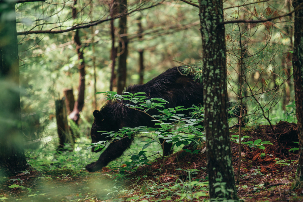 Matthews_ A black bear in the forest