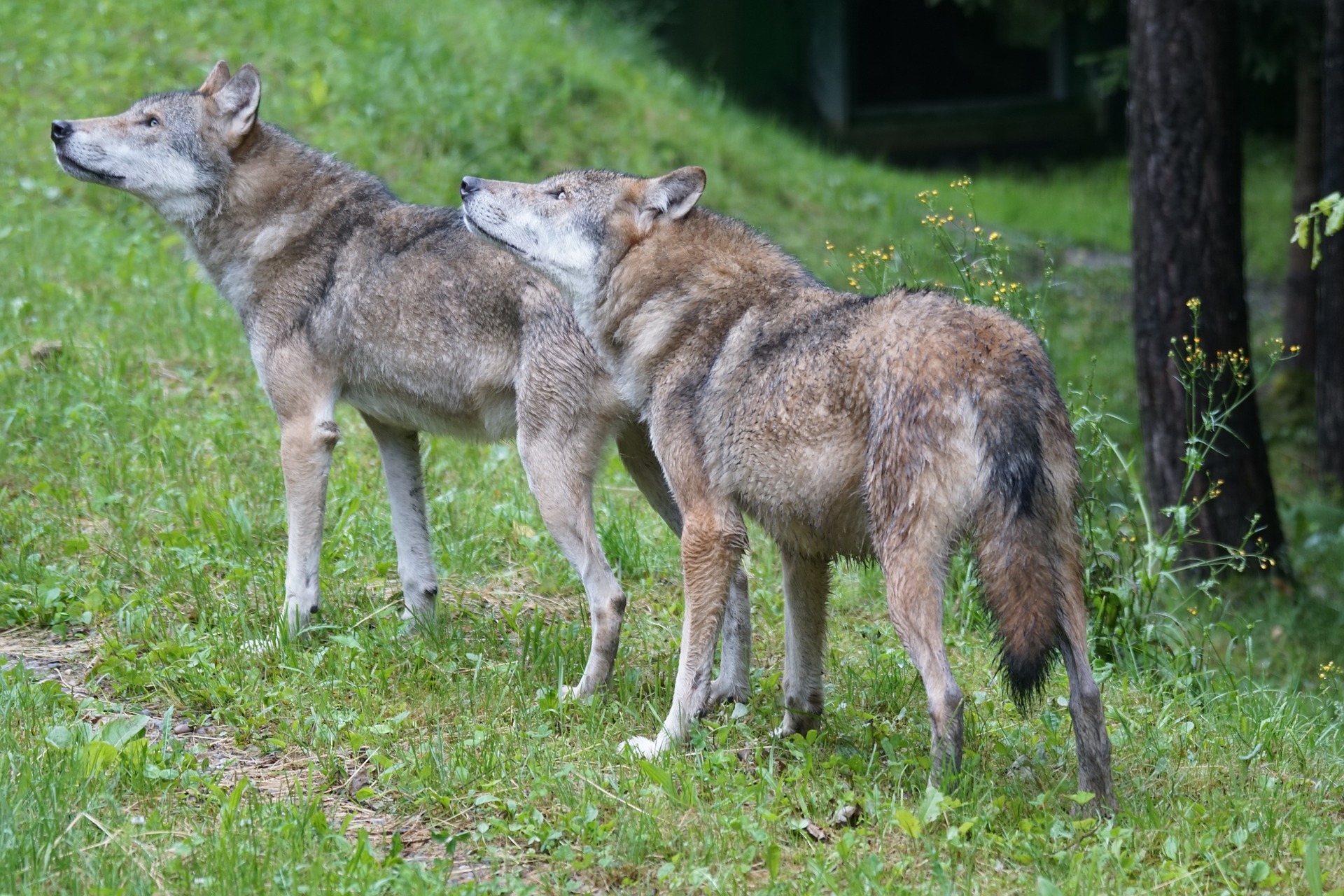 Two young wolves on a grassy forest floor.