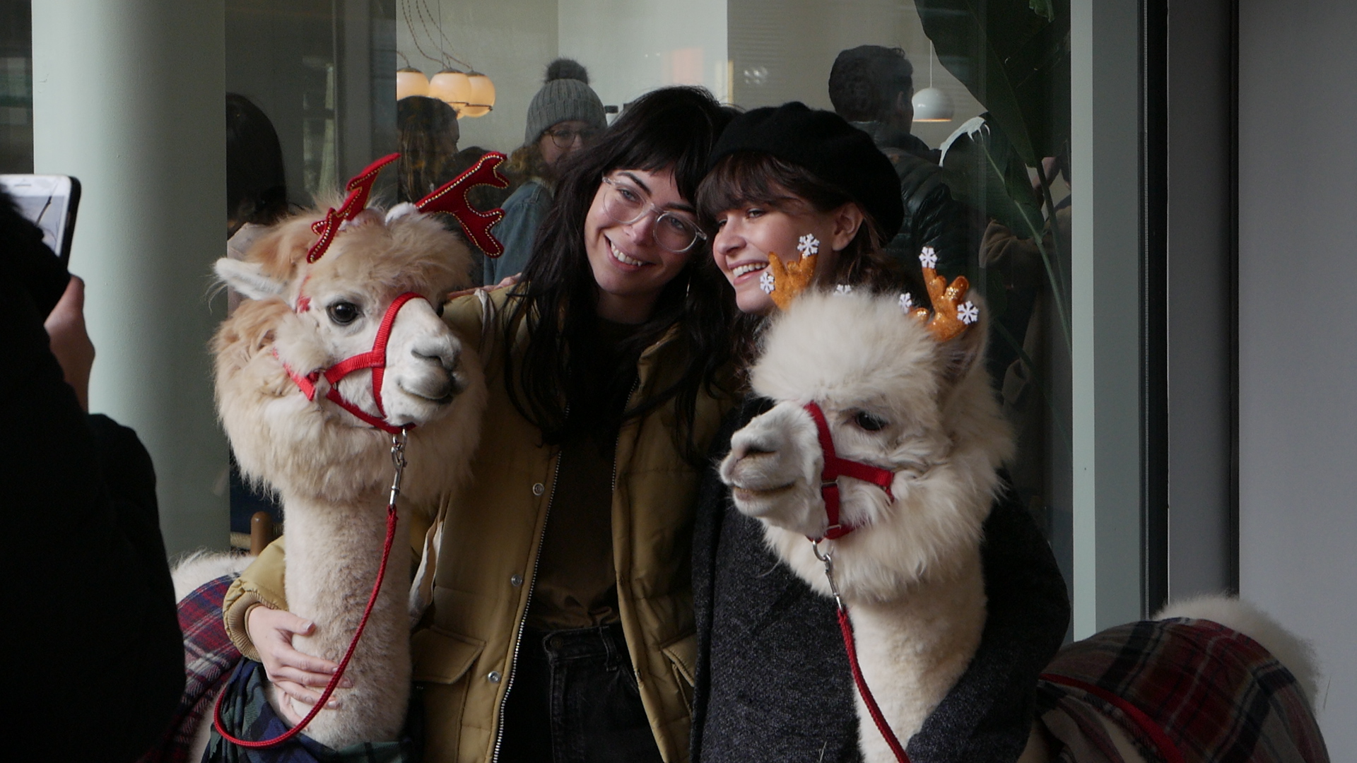 Two young women take a photo with the two alpacas.