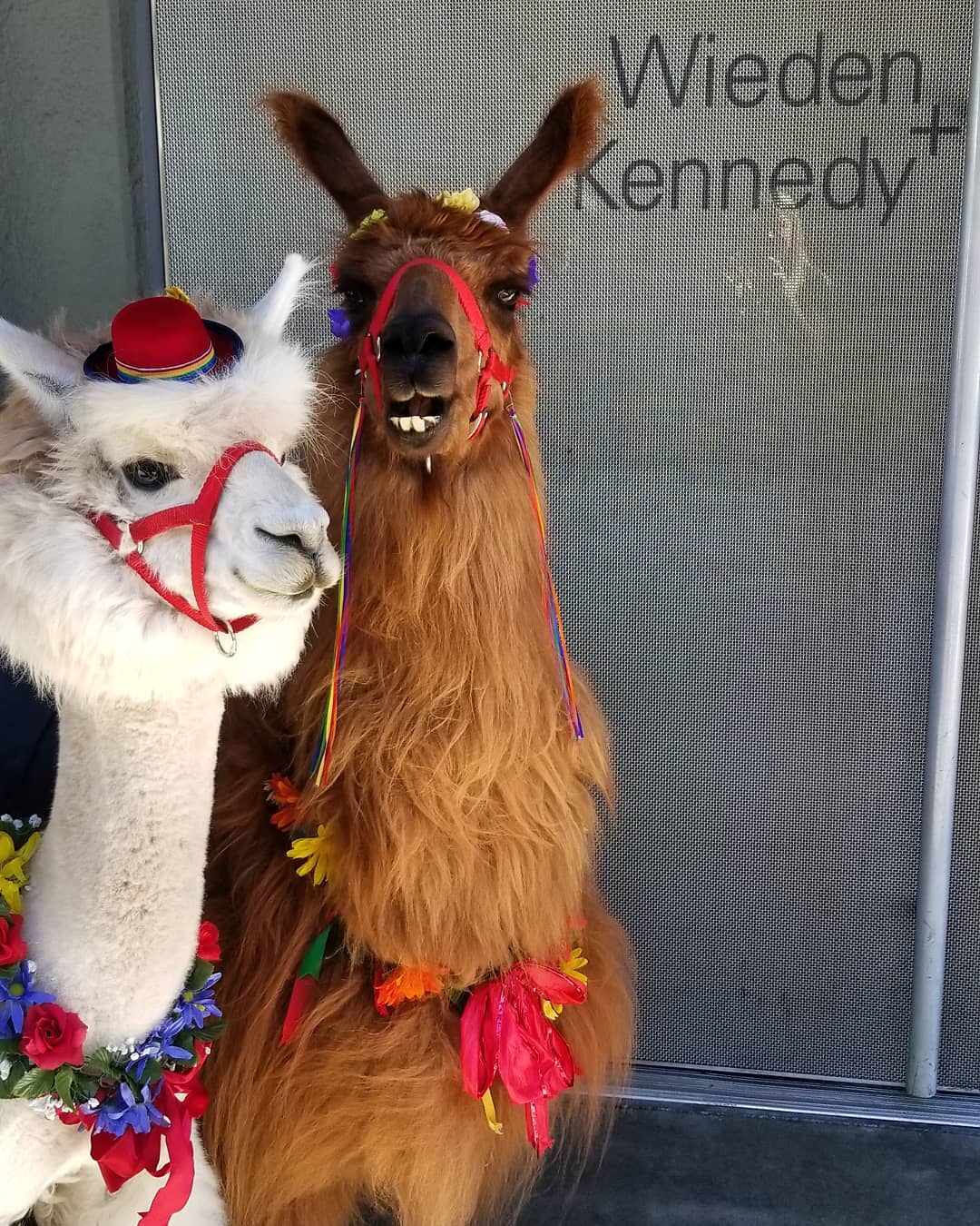 An alpaca and a lama pose outside the office doors of Wieden+Kennedy.