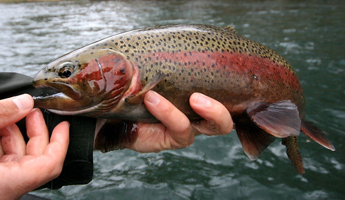 Greg holds a rainbow trout. Beautiful!