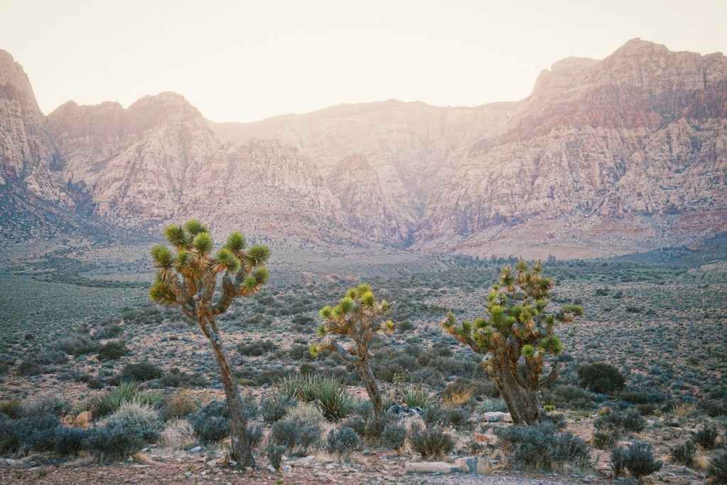 Joshua Trees standing in the Joshua Tree National Park.