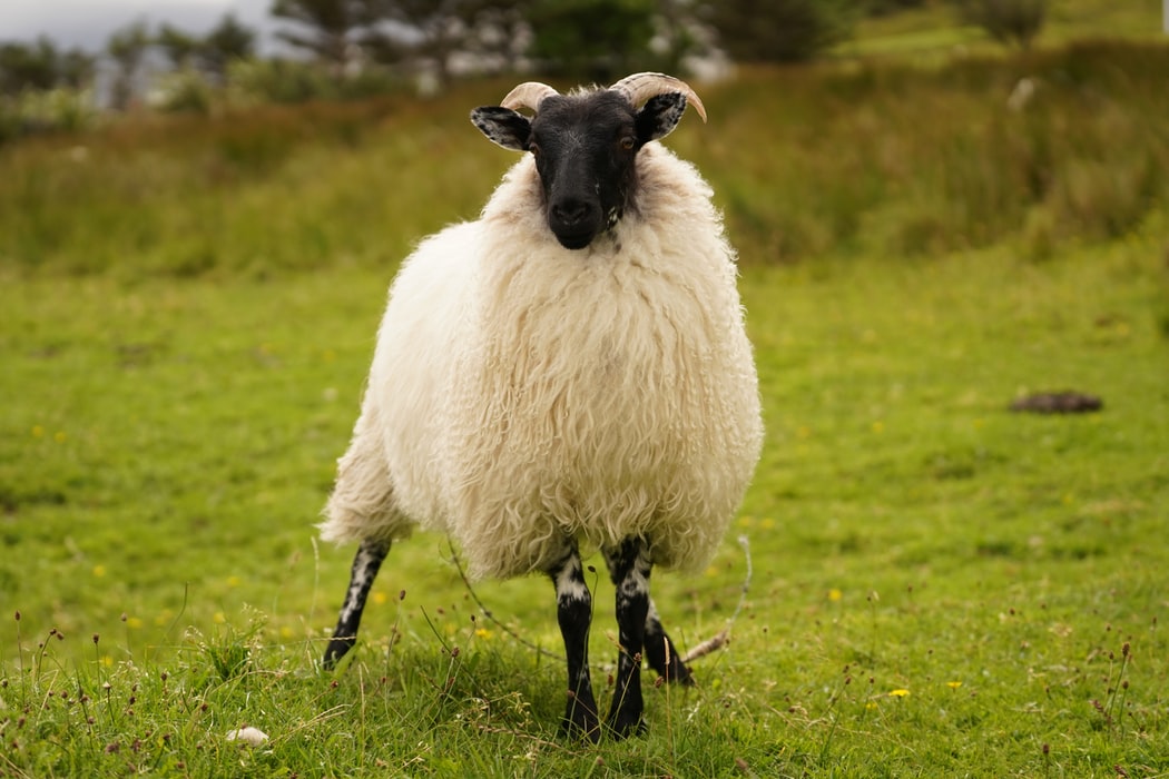 a Shetland sheep