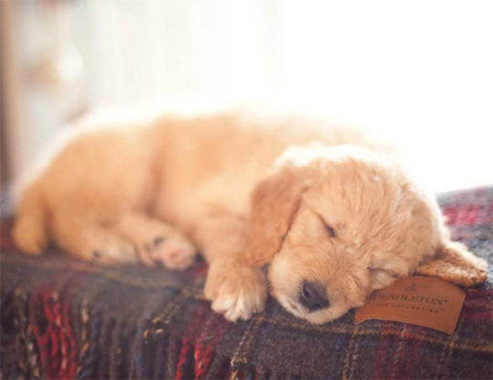 A goldendoodle puppy asleep on a Pendleton throw. 