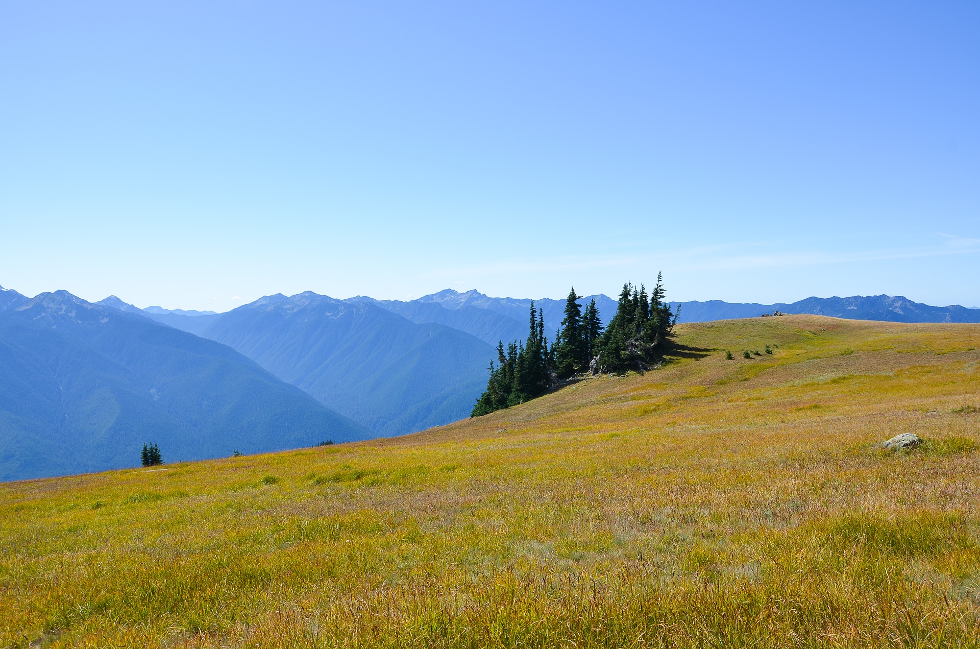 Hurricane Ridge, a scenic spot in Olympic National Park.