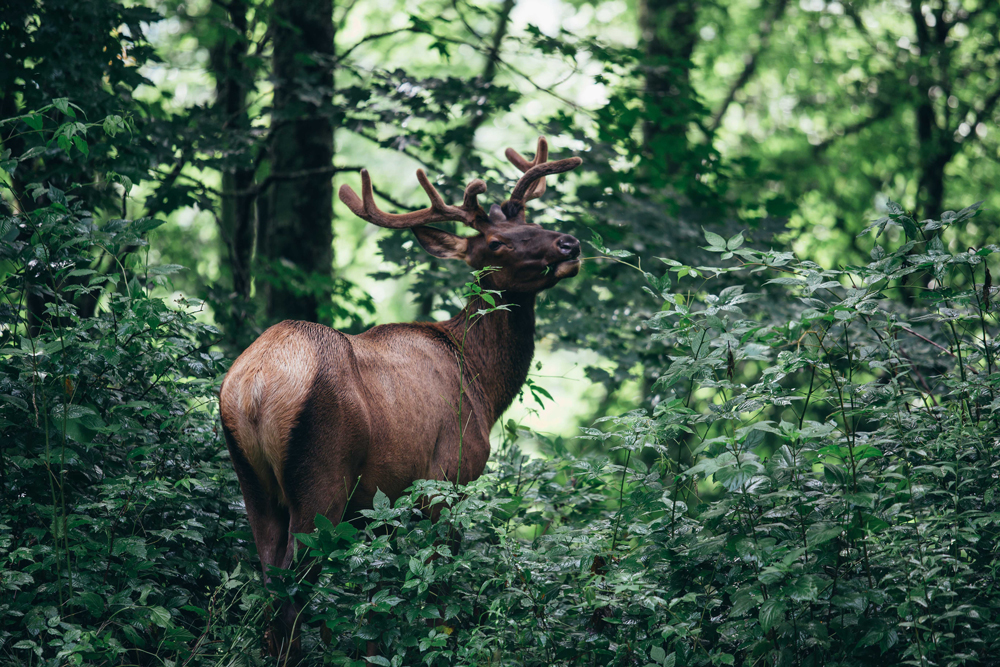 Matthews_ An elk in the forest