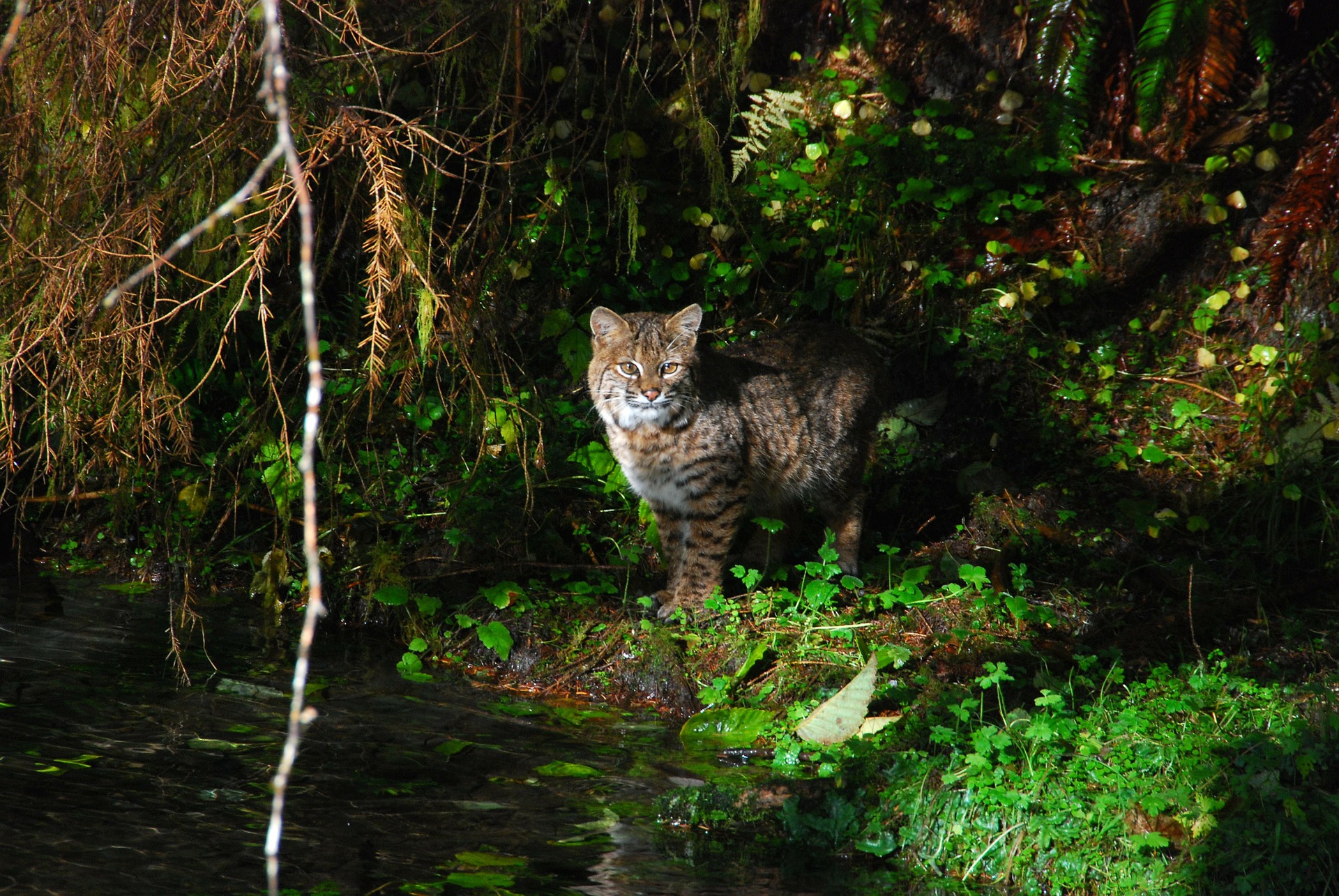 olympic-national-park-bobcat