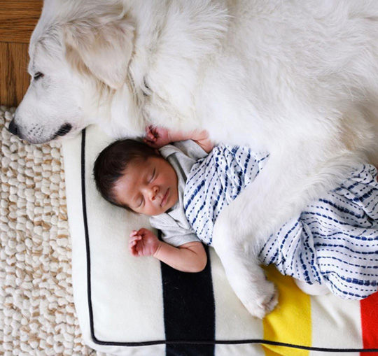 A Gret Pyrenees dog keeps her baby very safe on her Pendleton dog bed.