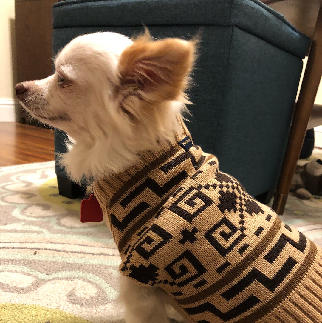 A longhaired Chihuahua wears a Westerley sweater