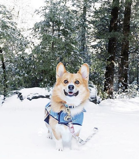 A happy corgi named Cooper poses in a snowy forest, wearing his Pendleton Pet dog coat.