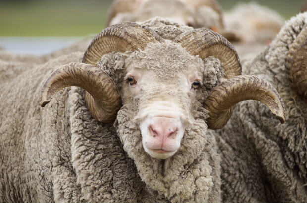 A very wooly merino sheep with curling horns and a very overgrown coat makes eye contact with the camera.