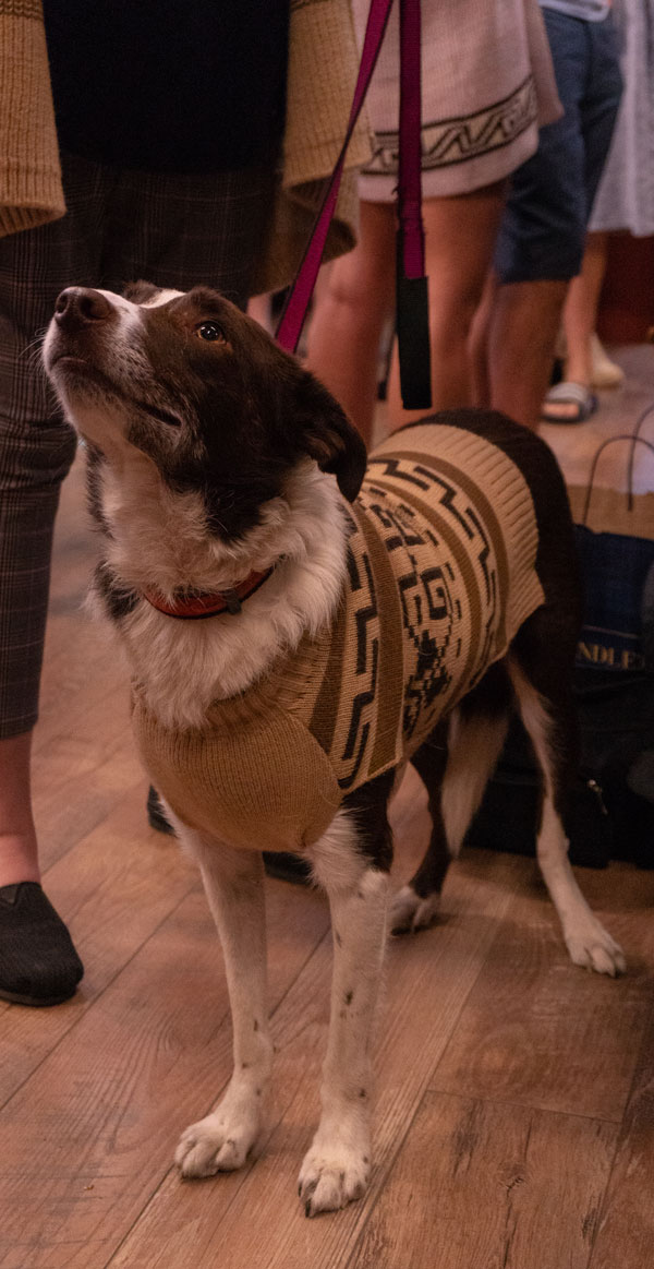 A happy Border Collie wears the dog sweater version of the Westerley sweater.