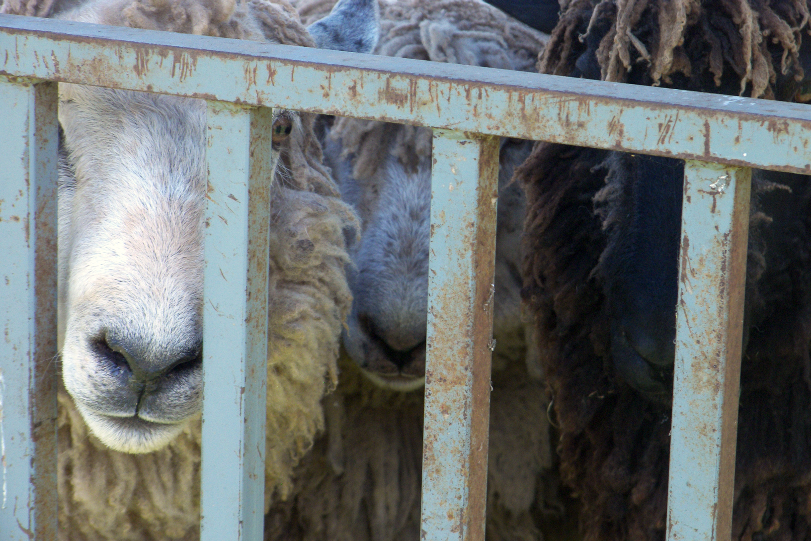 A sheep looks through the bars of his pen, awaiting shearing.