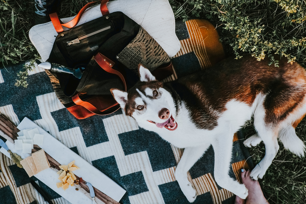 A Husky dog lolls on a blanket.