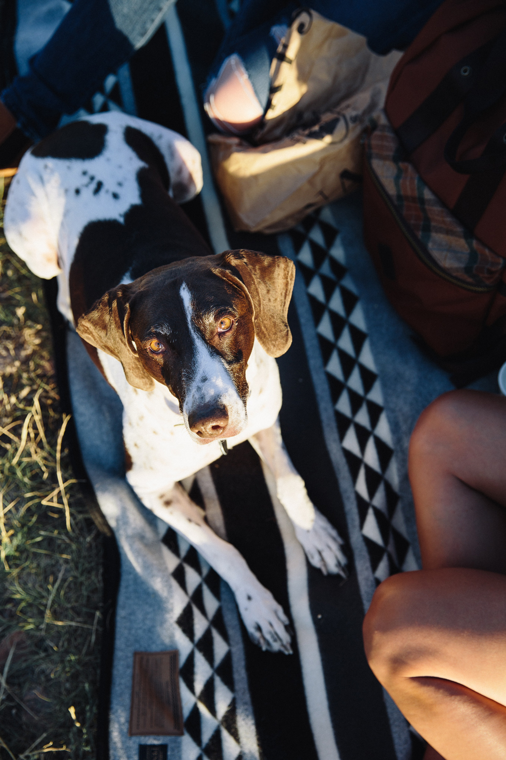 Kate_Rolston photo of a sunlit dog on a custom Pendleton blanket for Yosemite National Park