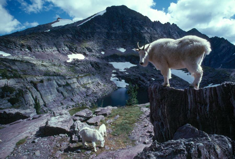 GNP.mountain.goat3.preview.jpg