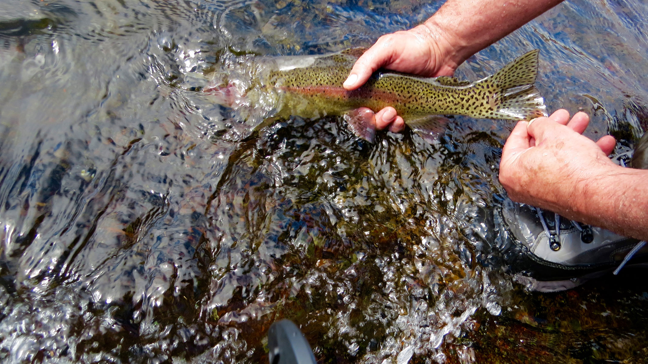 A redside in the hands of a fisherman. Photo by Greg Hatten