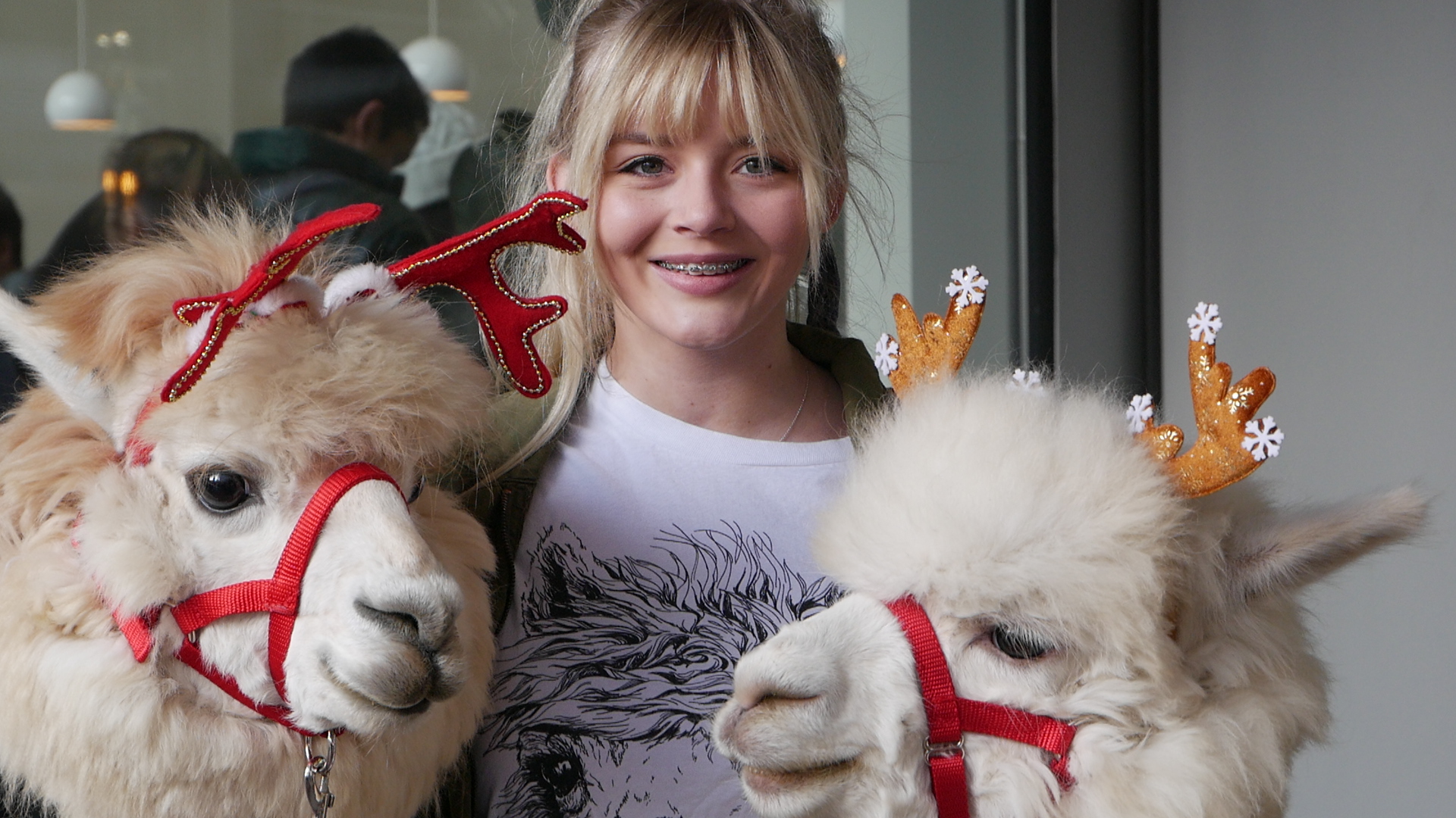 And adorable young woman with blond hair and braces smiles, posing with two alpaca.